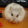 hamster 的头像