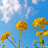 Profilbild von Blooming Time