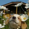deplorablepuppy profil fotoğrafı