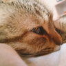 Profilbild von ぱなまる