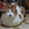 Takepon's profile picture