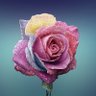 Profilbild von Rose