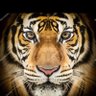 Walter Gustavo Ruiz's profile picture