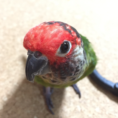 Pinya's profile picture