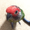 Pinya profil fotoğrafı