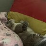 Nongluck Thabthong profil fotoğrafı