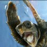 ÖGO| Mtk_Axolotl #oyunyoksaoyumyok 🇹🇷 profil fotoğrafı