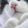 猫田's profile picture