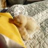Sun🇨🇳🐥 的头像