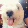 Chon's profile picture