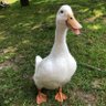 Profilbild von RINRIN