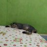kucing's profile picture