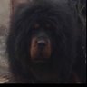 萧远山's profile picture