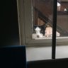 Фото профиля opera cat