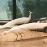 ぽてのすけ profil fotoğrafı