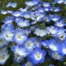 ☆花☆ profil fotoğrafı