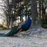 fernandes profil fotoğrafı
