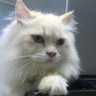 gunner's profile picture