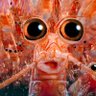 Profilbild von ⚡Crypto_Krill⚡