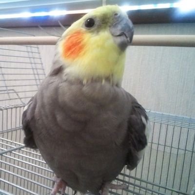 むしくん's profile picture