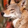 Profilbild von Red Wolf🐺