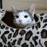 Фото профиля 🐈‍⬛micsennarl🐎