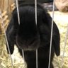 asakan's profile picture