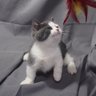 飞鱼 profil fotoğrafı