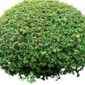 Buisson² 的头像