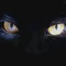 Фото профиля S.A.🐾