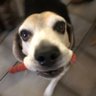 ⚜️ Rex Ruger🥋's profile picture