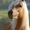Gala Winnicka profil fotoğrafı