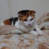 ネコ秘書's profile picture
