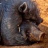 wildboar8's profile picture