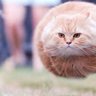 シナンジュ profil fotoğrafı