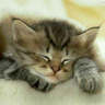 Profilbild von 大懒猫