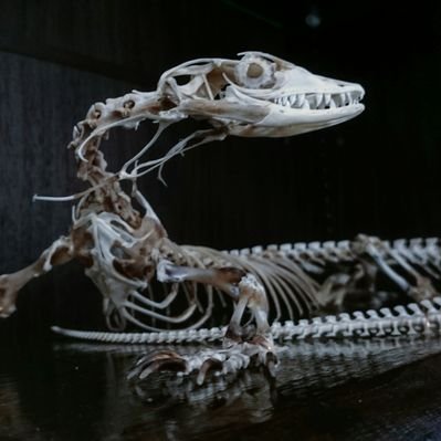 goannatail's profile picture