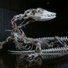 goannatail 的头像