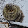 Фото профиля saya