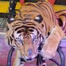 Rama Sabat's profile picture