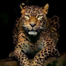 alain's profile picture