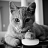 scriptkitty 的头像