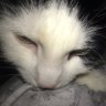 kc's profile picture