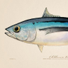 Profilbild von Big Tuna