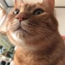 Profilbild von マミンカ
