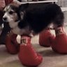 boxing doggo's profile picture