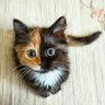 しーさん profil fotoğrafı