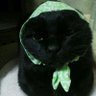 Profilbild von おりえんた