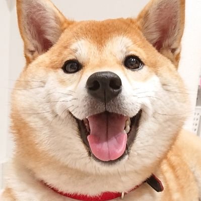 hanabi_japan86's profile picture