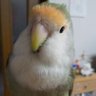 Lovebird💓mama's profile picture